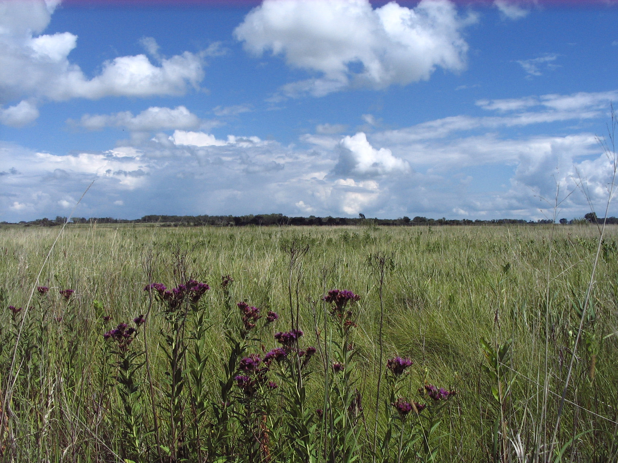 Native prairie in Kittson County.